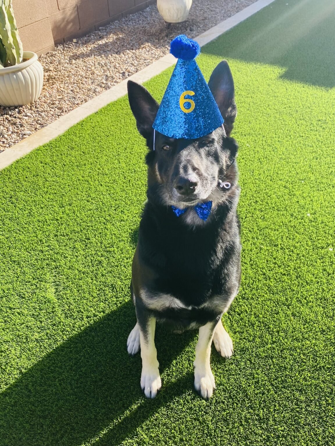 German Shepherd standing on premium Pet Turf installed by All Valley Turf in Gilbert, Arizona using TigerTurf and ZeoFill infill